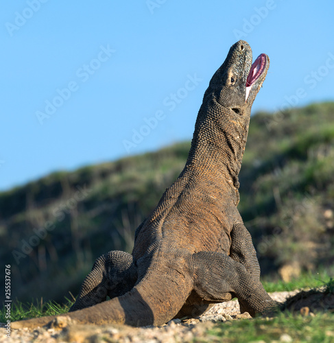 The Komodo dragon with opened a mouth. Biggest living lizard in the world. Scientific name  Varanus komodoensis. Natural habitat  Island Rinca. Indonesia.