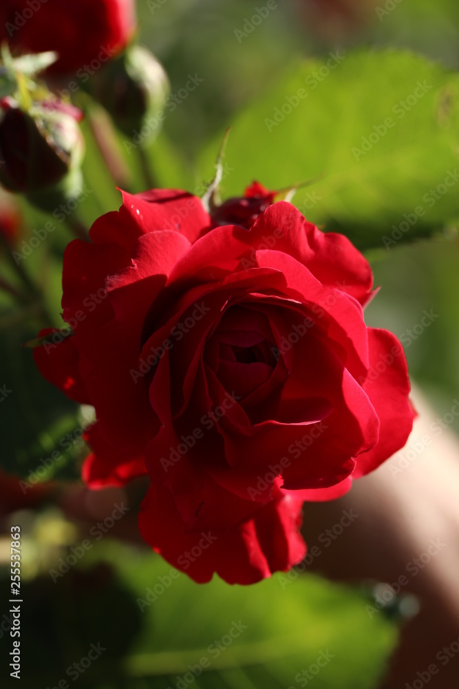 red rose red rose