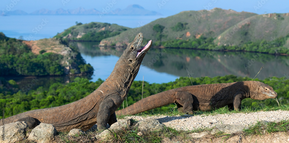 Fototapeta premium The Komodo dragon with opened a mouth. Biggest living lizard in the world. Scientific name: Varanus komodoensis. Natural habitat, Island Rinca. Indonesia.