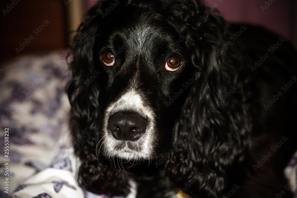 Black and white cocker spaniel dog Black and white cocker spaniel dog