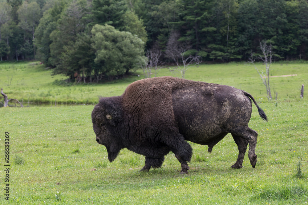 Huge American bison seen in profile walking on grass with trees in the background Huge American bison seen in profile walking on grass with trees in the background