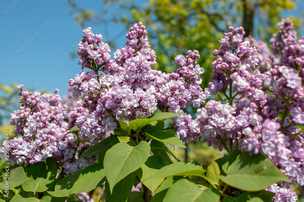 Syringa vulgaris Michel Buchner Syringa vulgaris Michel Buchner
