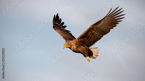 Adult white-tailed eagle, Haliaeetus albicilla, flying against sky with wings spread open looking down. Wild bird of prey in the air at sunset.