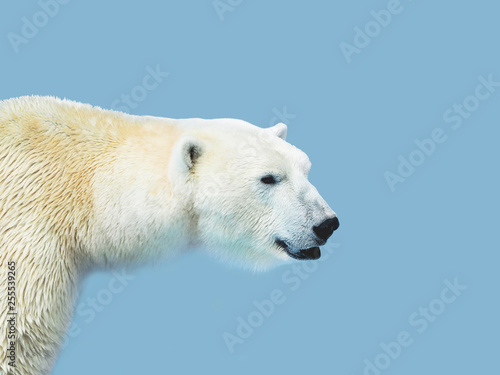 Portrait of large white bear. Male polar bear or ursus maritimus