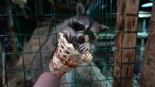 Hand puts a piece of carrot in a wicker basket, brings the basket to the enclosure with a raccoon, raccoon takes a basket, pulls out a carrot and eats it, close-up
