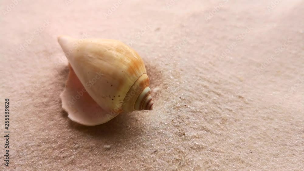 Beautiful shell on white sand beach, close up. Wind blowing on the sand. Beautiful shell on white sand beach, close up. Wind blowing on the sand.