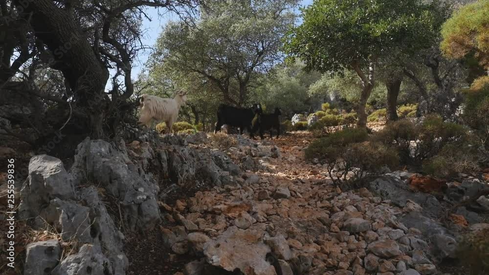 Wild goats walking along the road strewn with small stones Wild goats walking along the road strewn with small stones