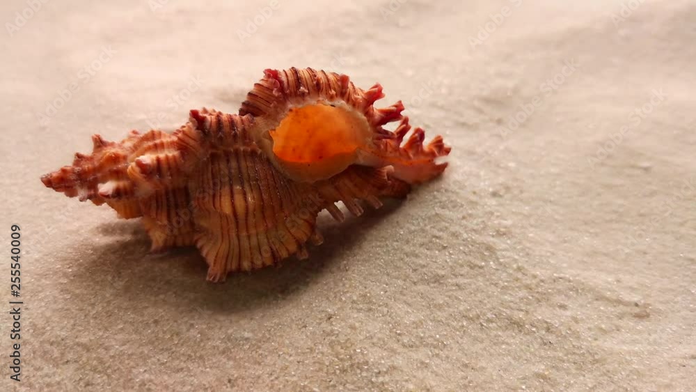 Beautiful shell on white sand beach, close up. Wind blowing on the sand. Beautiful shell on white sand beach, close up. Wind blowing on the sand.