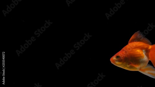 Chroma Key Goldfish. Transparent Background with Alpha Channel