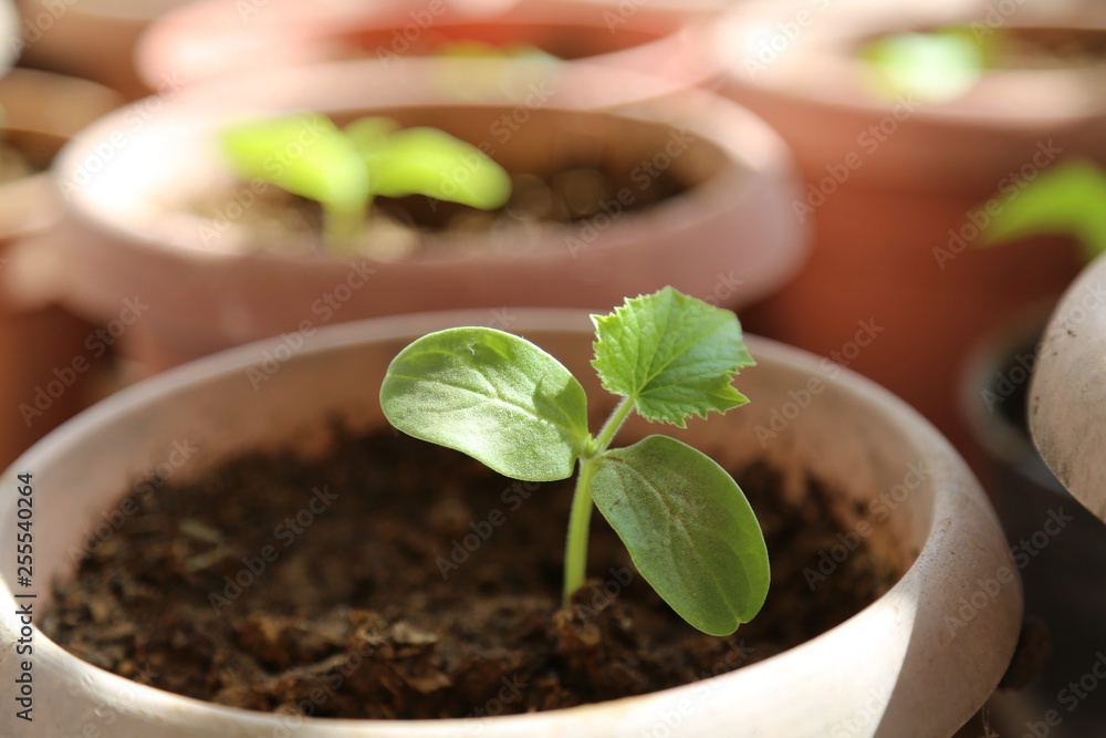 vegetable seedlings planted in the soil vegetable seedlings planted in the soil