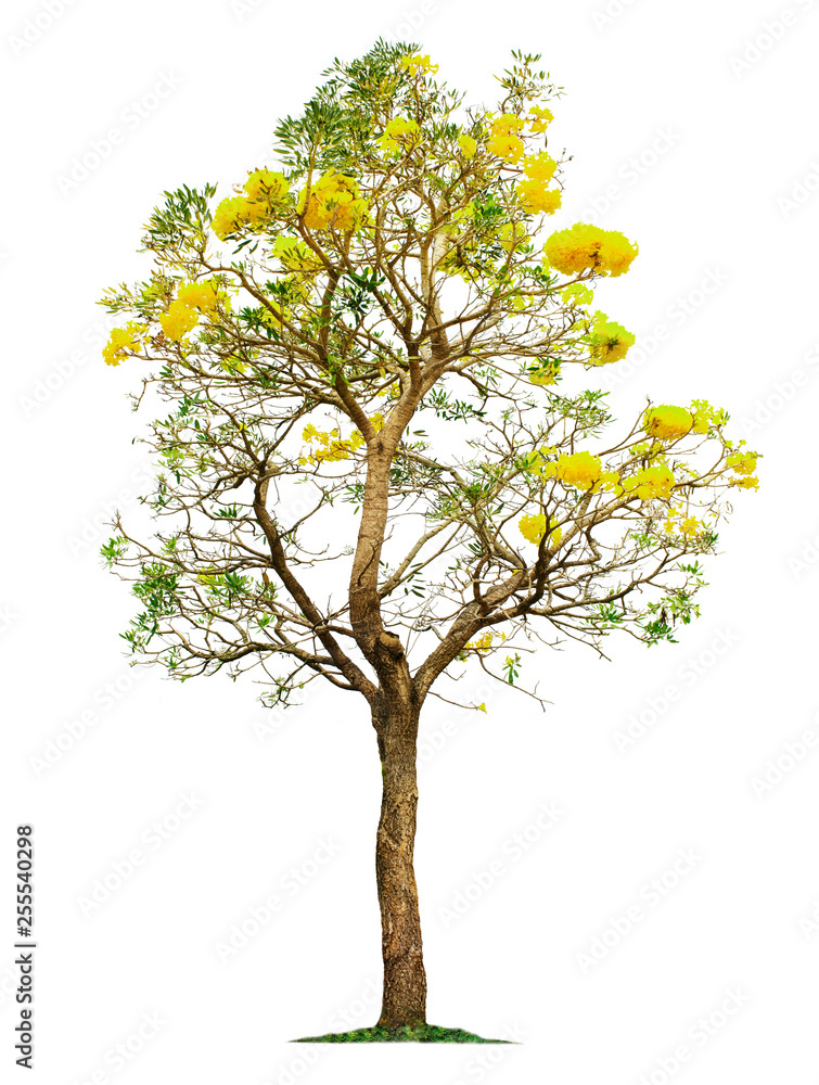 Big tree with beautiful yellow flowers. Big tree with beautiful yellow flowers.