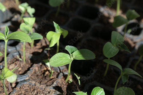 vegetable seedlings planted in the soil