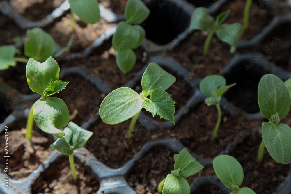 vegetable seedlings planted in the soil vegetable seedlings planted in the soil