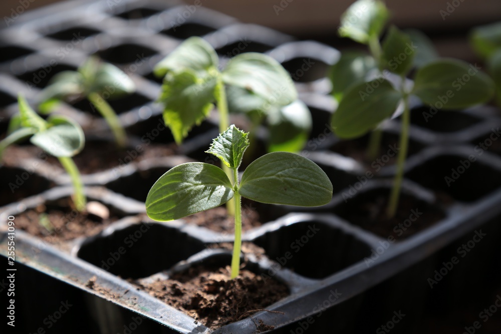 vegetable seedlings planted in the soil vegetable seedlings planted in the soil