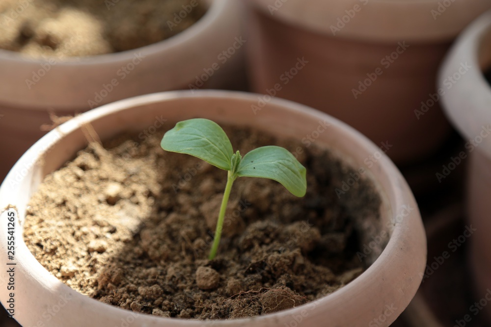 vegetable seedlings planted in the soil vegetable seedlings planted in the soil