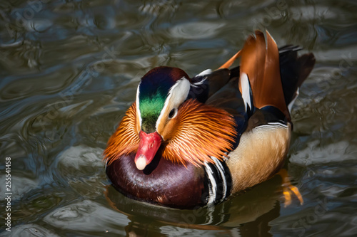 Wallpaper Mural Mandarin Duck in Pond in Winter Torontodigital.ca