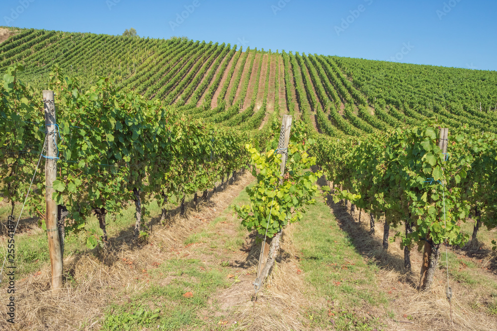 View inside the vineyards of Stadtbredimus at the border between Luxembourg and Germany