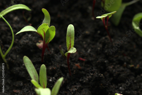 The green shoots of the seedlings emerge from the soil. Selective focus arugula