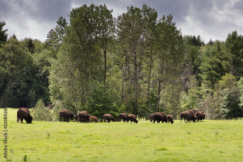Herd of male and female American bisons grazing and walking on grass with trees and cloudy grey sky in the background Herd of male and female American bisons grazing and walking on grass with trees and cloudy grey sky in the background