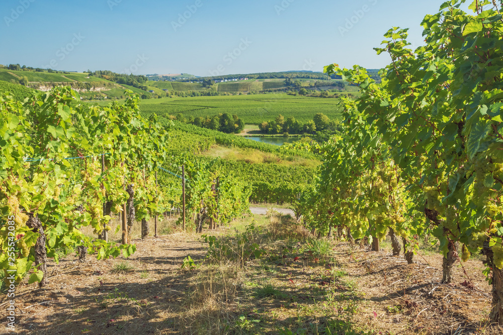 Vineyards in the valley of the Moselle at Stadtbredimus at the border between Luxembourg and Germany