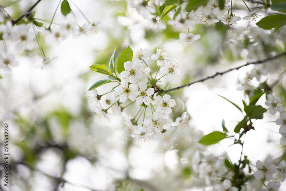 Flowers Flowers
