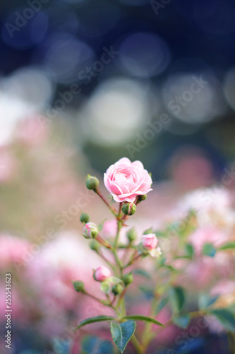 Delicate slightly pink flower of decorative roses, blooming on a branch with buds, among the garden with the same bushes