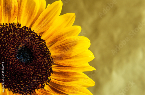 Sunflower against golden background