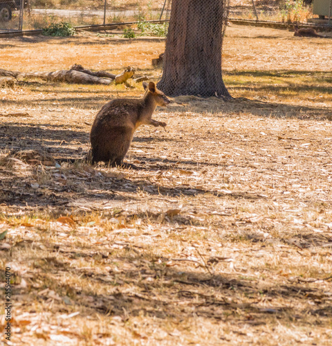 Australian Kangaroo at Cleland conservation park, Adelaid Hills, South Australia photo