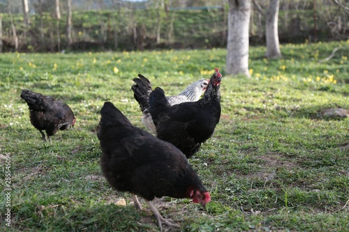 organic village chickens.artvin savat  photo