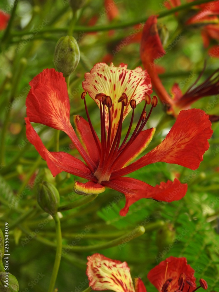 Close-up of a red flower blooming with stamen and some buds. Green and bright background. Close-up of a red flower blooming with stamen and some buds. Green and bright background.