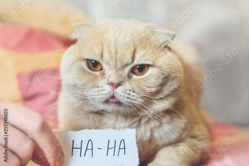 фотографія April Fools' Day concept with funny moody scottish cat and paper sheet with HAHA