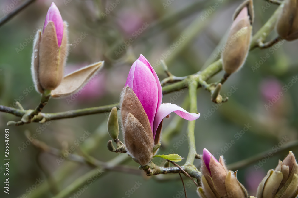 Yulan Magnolia Flower Buds Opening In