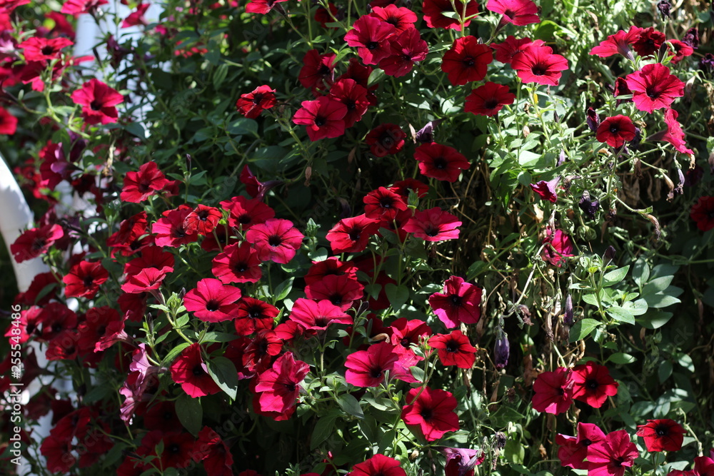 Naklejka premium red flowers in the garden