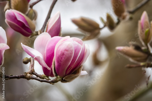 Yulan Magnolia Flowers in Bloom in Winter