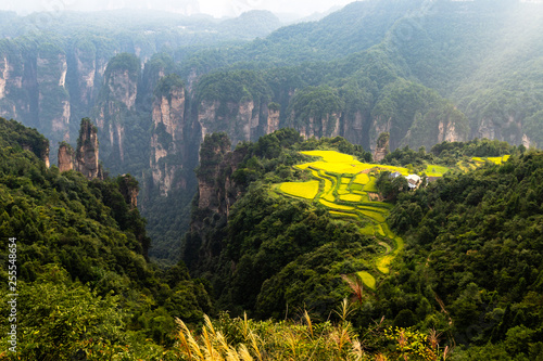 Foto Spectacular rice field terraces in front of Laowuchang village, in Yuanjiajie area of Wulingyuan National Park, Zhangjiajie, China