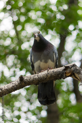 Pigeon sitting on the branch