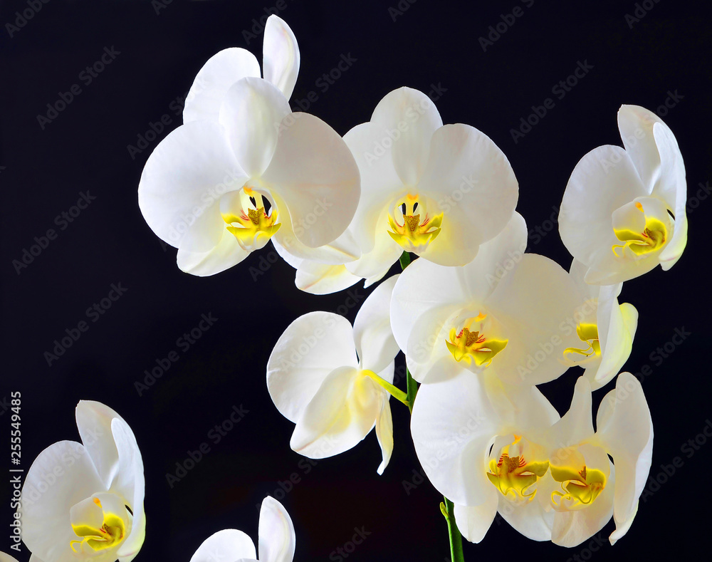 Fototapeta premium white orchids on black background
