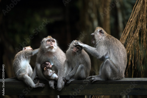 Family of different ages monkeys sits on a wooden beam in the jungle. © momentscatcher