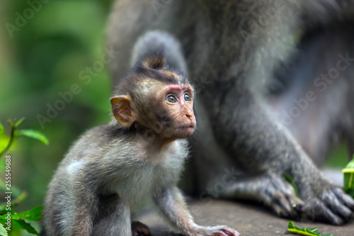 Closeup: Baby monkey looks forward with interest sitting on the ground in the jungle. © momentscatcher