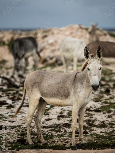 Esel auf Bonaire
