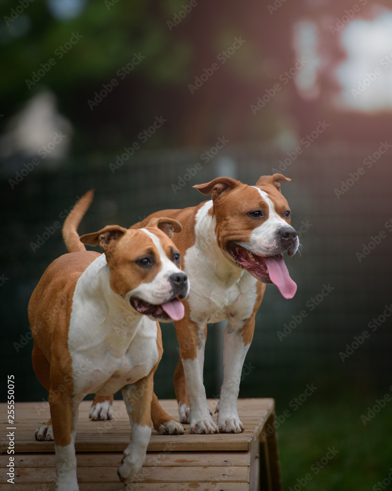 Amstaff Male and Female