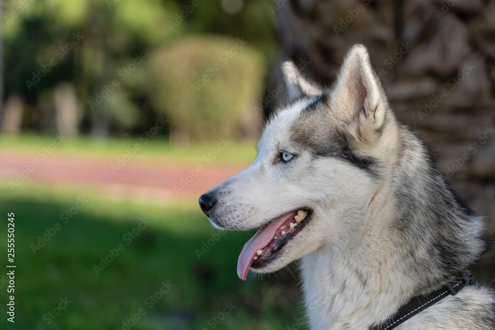 Siberian husky dog with blue eyes sits and looks, outdoors in nature on a sunny day, close up Siberian husky dog with blue eyes sits and looks, outdoors in nature on a sunny day, close up
