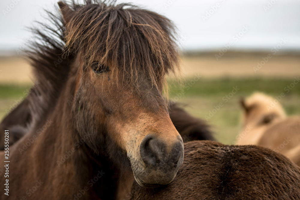 Island Pferd braun 