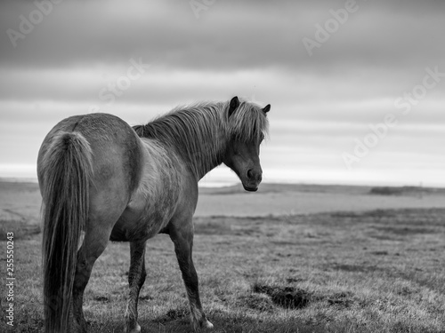 Island Pferd in schwarz weiß  © patapong