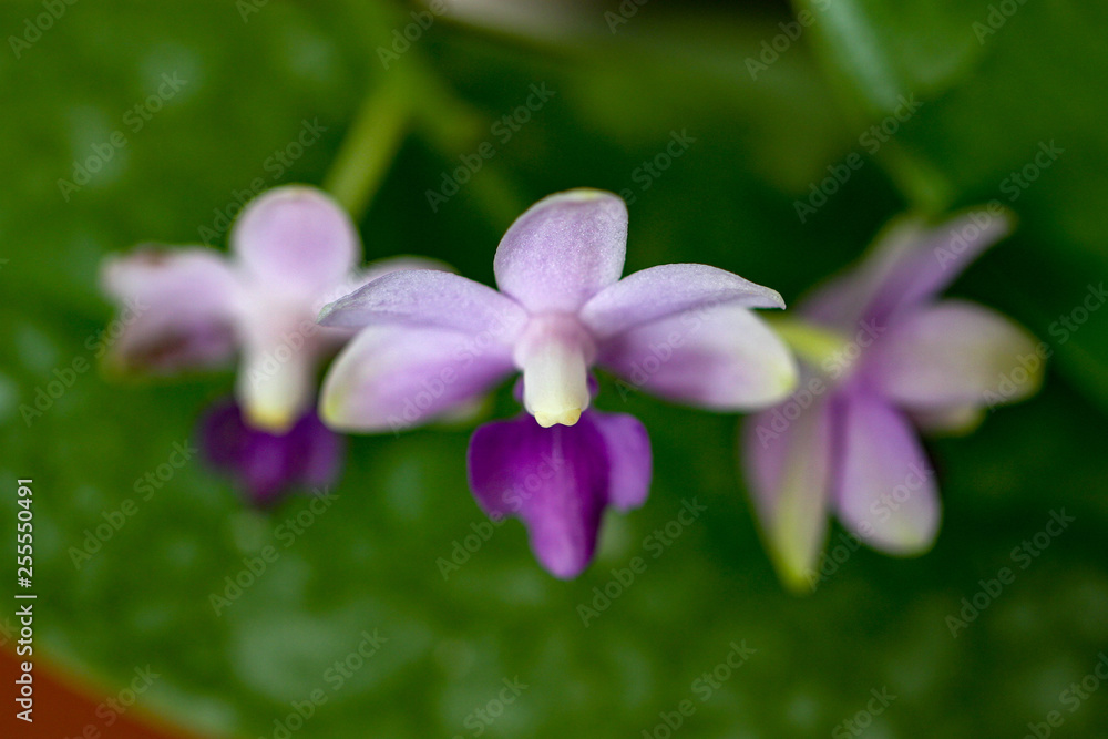 Orchid, flower, flora, floral, beautiful, close up, single, colorful, nature, natural, background, isolated, bloom, blossom, botanical, botany, fresh, garden, petal, plant, spring, tropical Orchid, flower, flora, floral, beautiful, close up, single, colorful, nature, natural, background, isolated, bloom, blossom, botanical, botany, fresh, garden, petal, plant, spring, tropical
