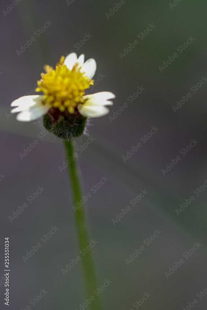 Beautiful Thai wild flower macrophotography with  colorful petals and leaf