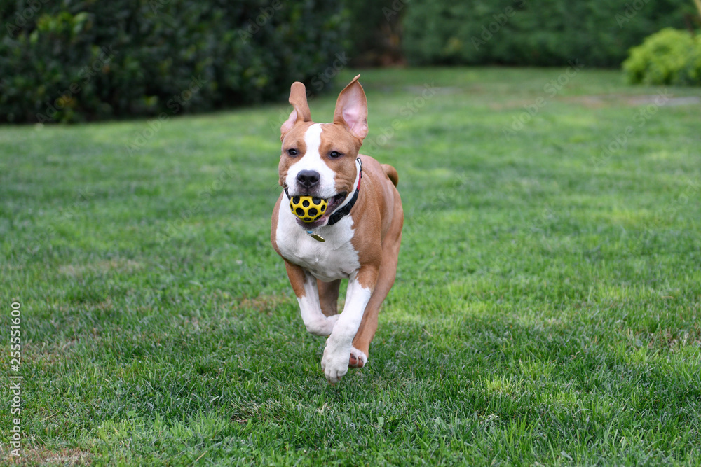 Amstaff running and playing