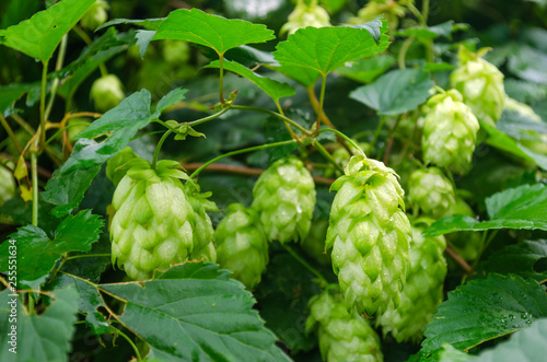 soft green hop thickets