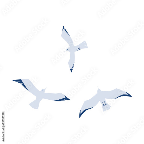 Seagulls in a flat cartoon style isolated on white background.