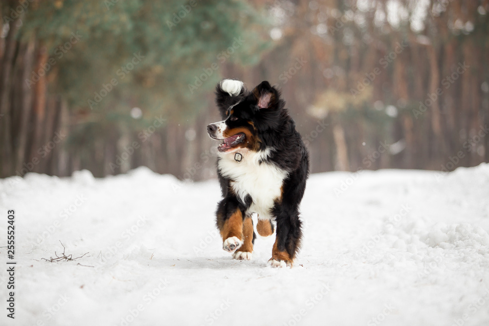 bernese mountain dog in winter forest